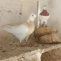 کبوتر|پرنده|کرخه, |دیوار