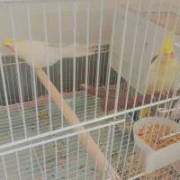 عروس هلندی مولد با تخم