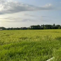 زمین کشاورزی|فروش زمین و ملک کلنگی|رشت, چله خانه|دیوار