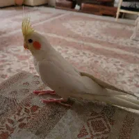 دو عدد جوجه عروس هلندی لوتینو دو ماه و نیم|پرنده|تهران, دانشگاه شریف|دیوار