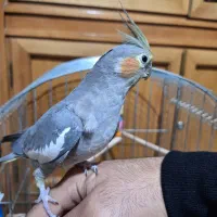 عروس هلندی|پرنده|برخوار, |دیوار