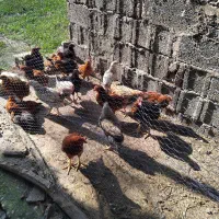 نیمچه گلپایگانی|حیوانات مزرعه|رشت, کوی عرفان|دیوار