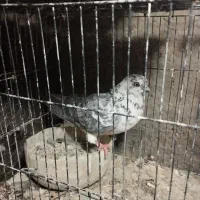 ماده سوسکی|پرنده|اصفهان, شهشهان|دیوار