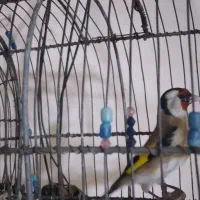 سهره نر صحرای