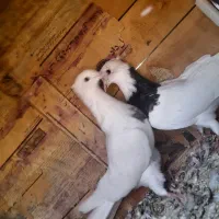 سه عدد کبوتر|پرنده|بیلوار, |دیوار