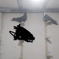 کفترگلباف|کلکسیون و سرگرمی|کرمان, |دیوار