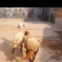 گوسفند ابس جوان بره