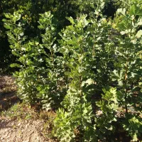 فروش نهال انار و بادام