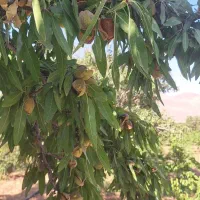 خرید و فروش بادام سامان