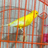 قناری نر و ماده