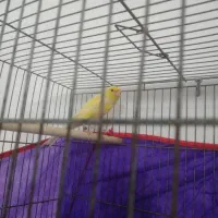 نر کشیده و درشت|پرنده|صومعه‌سرا, |دیوار