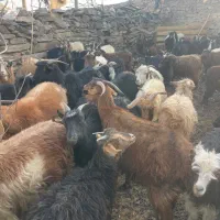 گله بزمحلی . زرند|حیوانات مزرعه|کرمان, |دیوار