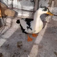 اردک