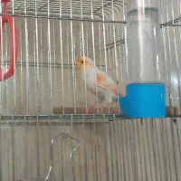 قناری نر موزاییکی یک ساله