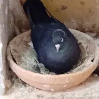 اگهی رو با دفت بخولن