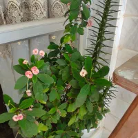 گل طبیعی|گل و گیاه طبیعی|اهر, |دیوار