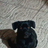 سگ پا کوتاه بلک نر