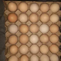 تخم مرغ گلپایگانی محلی، بومی،رسمی