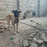 واگذاری توله سگ مرغ خروس بوقلمون عوض میکنم