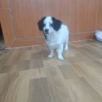 ایم سگ دیروز درعلی اباد گچی گم شده یانده مژدگانی|سگ|شهرضا, |دیوار