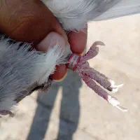 کبوتر لوت|پرنده|خرمشهر, |دیوار