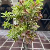 گل و گیاهان طبیعی|گل و گیاه طبیعی|قم, سالاریه|دیوار