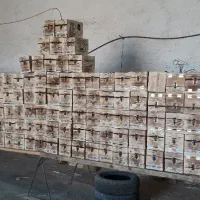 لانه عروس هلندی روسی