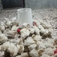 فروش جوجه بوقلمون گوشتی بیوتی6 فوق سنگین|حیوانات مزرعه|بسطام, |دیوار