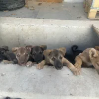 واگذاری توله های میکس هاسکی و پیتبول|سگ|کرج, عظیمیه|دیوار