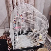 پرنده با قفس