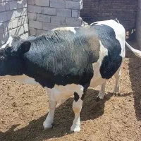 گوساله مناسب ماه محرم