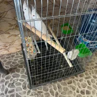 طوطی عروس البینو سفید خالص جفت خورده تعویض با سره|پرنده|کرج, دهقان ویلا|دیوار