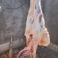 گوشت بره کشتار امروز درجه یک