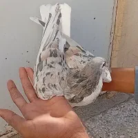 ۴ عدد ساده هفرنگ عتیقه|پرنده|تربتحیدریه, بی بی حسنیه|دیوار