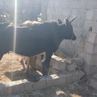 گاو محلی شکم دار