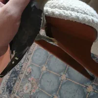 عروس هلندی دستی|پرنده|بهشهر, |دیوار