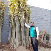 نهال های دسته خودکاری تا دسته بیلی صنوبر