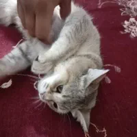 فروش گربه پرشیان
