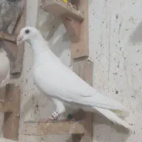 هفترنگ|پرنده|گنبد کاووس, |دیوار