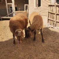 قوچ و بره قوچ همو و هترو|حیوانات مزرعه|بجنورد, |دیوار