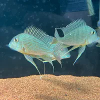 پرکسیموس مولد