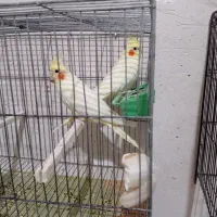 ۵عدد عروس هلندی