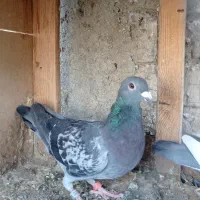 کبوتر گرفتنی