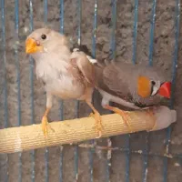جفت فنچ مولد