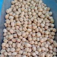 ۱۵۰ کیلو نخود زود پز کرمانشاه محصول امسال