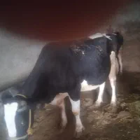 گاو شیری|حیوانات مزرعه|گیان, |دیوار