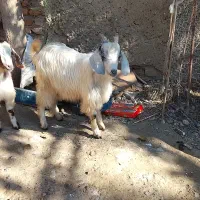 4تا بزغاله سالم و چاق|حیوانات مزرعه|قرق, |دیوار