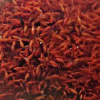 انواع گلد فیش  قرمز سه دم