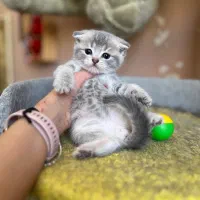 توله پیشی تدی گلد/وارداتی از روسیه/صورت خرسی