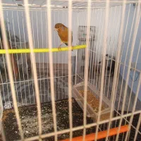 قناری دارچین و سهره چار گل|پرنده|مشهد, سجادیه|دیوار